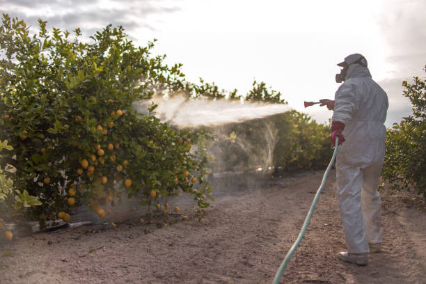 Best Termite Control Services  in Petaluma, CA