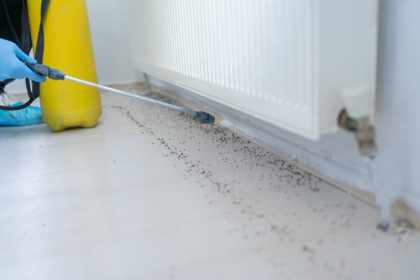Best Local Pest Control Services  in Petaluma, CA
